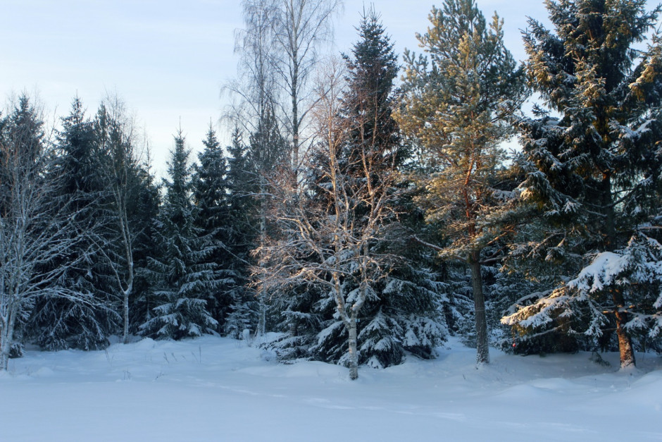 Viken mitten av jan - 08