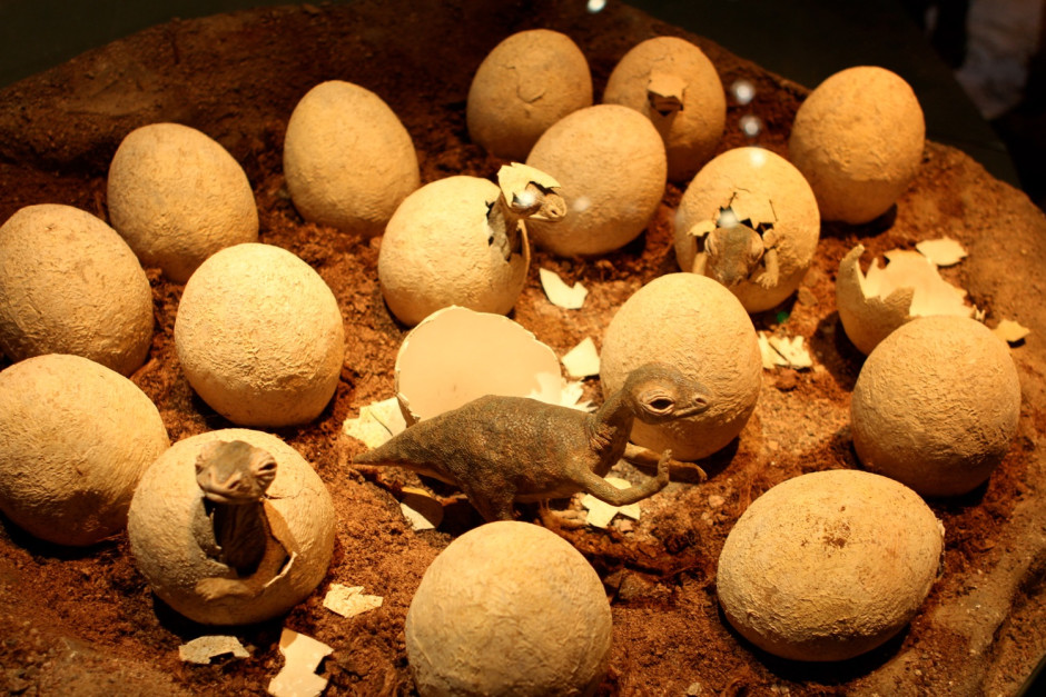 Naturhistoriska - 05