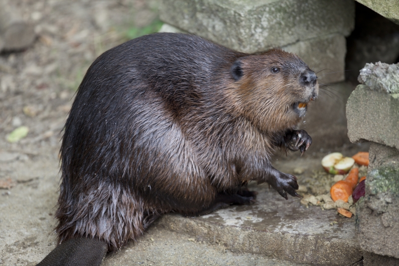 4255772-beaver-got-appetite