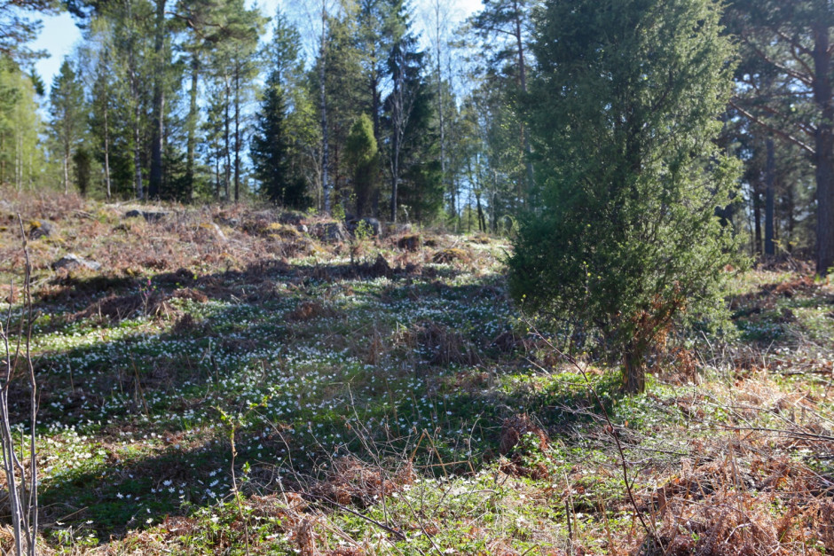 Hummelviken forsta helgen i maj - 25